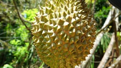 Di Kecamatan Pengadegan Purbalingga, Aneka Varietas Durian Ada di Sini