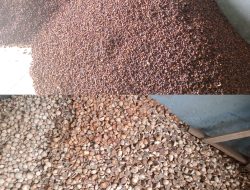 Harga Cengkeh Naik dan Harga Pinang di Simeulue Anjlok Sudah Setu Tahun Lebih