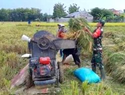 Dukung Ketahanan Pangan, Babinsa Turun ke Sawah Bantu Petani Panen Padi