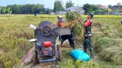 Dukung Ketahanan Pangan, Babinsa Turun ke Sawah Bantu Petani Panen Padi
