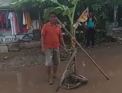 Kecewa Jalan Rusak, Warga Desa Siwuluh Gelar Aksi Tanam Pohon Pisang