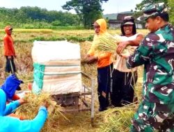 Babinsa Koramil 07/Sambong Bantu Petani Panen Padi