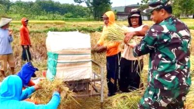 Babinsa Koramil 07/Sambong Bantu Petani Panen Padi