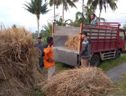 Ringankan Beban Korban Erupsi Merapi, Ansor Magelang Masifkan “Gerakan Relawan Ngarit”