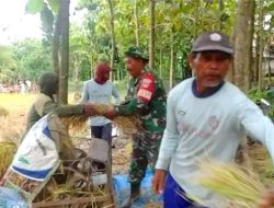 Babinsa Koramil 11/Jati Bantu Petani Merontokkan Padi di Desa Binaan