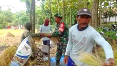 Babinsa Koramil 11/Jati Bantu Petani Merontokkan Padi di Desa Binaan