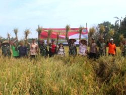 Kodim 0718/Pati Panen Padi Bareng Kelompok Tani di Dukuhseti