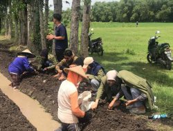 Menilik Potensi dan Budidaya Bawang Merah Lokal Musir Kidul, Mahasiswa KKN UPN Jawa Timur
