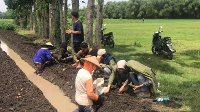 Menilik Potensi dan Budidaya Bawang Merah Lokal Musir Kidul, Mahasiswa KKN UPN Jawa Timur