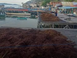 Pemkab Seriusi Pengembangan Rumput Laut di Kabupaten Sinjai