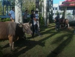 Keluarga Besar Bupati Sinjai Sumbang Hewan Kurban ke Sembilan Kecamatan