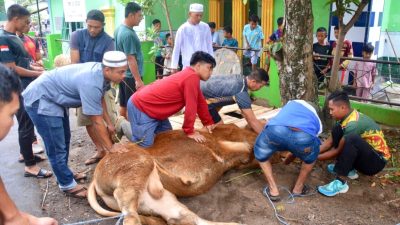 Aktualisasikan Ketakwaan, Prajurit Yonarmed 11 Kostrad Laksanakan Penyembelihan Hewan Qurban