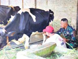 Di Sela Kegiatan Fisik, Satgas TMMD Kodim 0722/Kudus Peroleh Ilmu Perah Susu Sapi