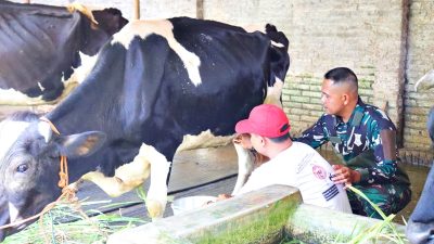 Di Sela Kegiatan Fisik, Satgas TMMD Kodim 0722/Kudus Peroleh Ilmu Perah Susu Sapi