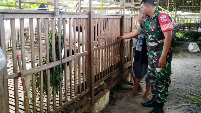 Tingkatkan Potensi di Wilayah Binaan, Babinsa Sambangi Peternak Kambing