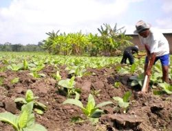 P4TM Bersuara Perjuangkan Keadilan Harga Tembakau Madura Dalam Penetapan BEP
