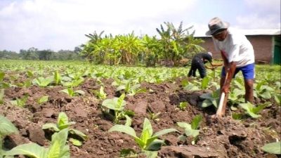 P4TM Bersuara Perjuangkan Keadilan Harga Tembakau Madura Dalam Penetapan BEP