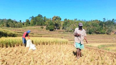 Kekeringan di Parang Bebbu, 4 Hektare Tanaman Padi Gagal Panen