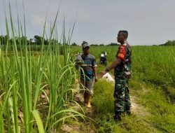 Komsos Dengan Petani, Babinsa Turusgede Beri Imbauan Terkait Kendala Pupuk