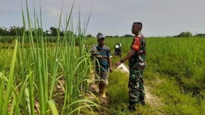 Komsos Dengan Petani, Babinsa Turusgede Beri Imbauan Terkait Kendala Pupuk