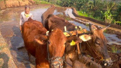 Olah Sawah Dengan Bajak Bertenaga Hewan Masih Diminati Petani