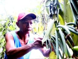 Vanili, Emas Hijau Kaliangkrik Ini Ternyata Berkualitas Ekspor