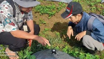 Tingkatkan Produksi, Penyuluh dan POPT Monitoring Organisme Pengganggu Tanaman Cabai