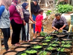 Atasi Dampak El Nino, KWT Desa Gunungsari Terapkan Sistem Irigasi Tetes