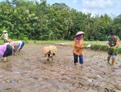 Anggota Koramil 18/Ngluwar Bantu Tanam Padi