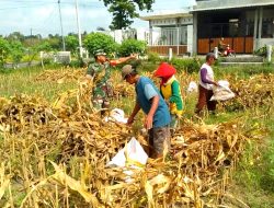 Dukung Ketahanan Pangan, Babinsa Koramil Sukorejo Bantu Panen Jagung Milik Warga