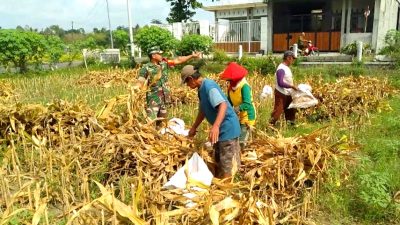 Dukung Ketahanan Pangan, Babinsa Koramil Sukorejo Bantu Panen Jagung Milik Warga