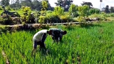 Babinsa Koramil Nglegok Bantu Siangi Tanaman Padi