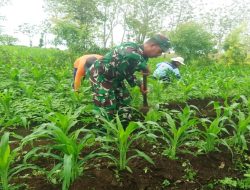 Babinsa Panggungrejo Bantu Petani Bersihkan Gulma