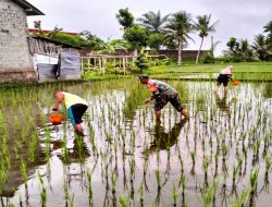 Babinsa Pos Selopuro Bantu Kegiatan Pemupukan