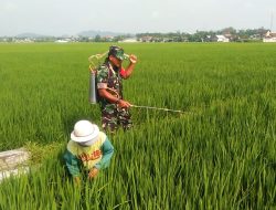 Babinsa Koramil Sutojayan Bantu Petani Semprot Tanaman