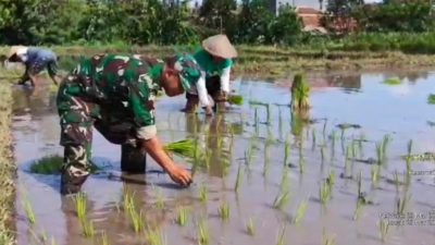Dukung Ketahanan Pangan, Serda Sunarto Bantu Warga Tanam Padi