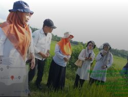 Penyuluh Pertanian di Sinjai Lakukan Langkah Solutif Atasi Penyakit Blas yang Serang Tanaman Padi