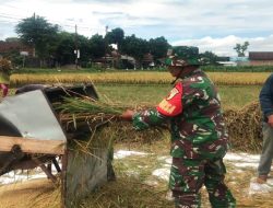 Babinsa Koramil 0808/07 Ponggok Bantu Panen Padi Warga Binaannya