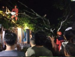 Dampak Angin Kencang, Tiga Rumah dan Musholla di Bumiayu Tertimpa Pohon Tumbang.