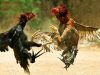 Marak Judi Sabung Ayam di Kediri, Butuh Segera Tindakan Tegas APH