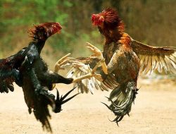 Marak Judi Sabung Ayam di Kediri, Butuh Segera Tindakan Tegas APH
