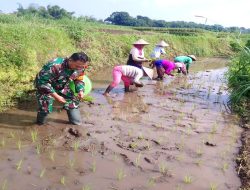 Babinsa Koramil 0808/15 Gandusari dan Kelompok Tani Sinergi Dukung Ketahanan Pangan