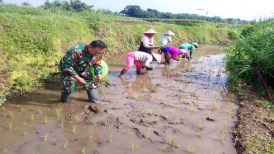 Babinsa Koramil 0808/15 Gandusari dan Kelompok Tani Sinergi Dukung Ketahanan Pangan