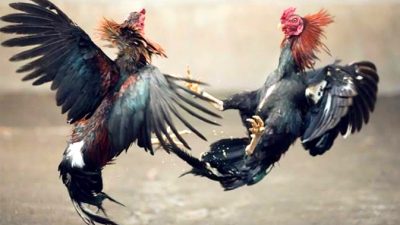 Judi Sabung Ayam di Kediri Merajalela, Masyarakat Berharap APH Bertindak Tegas