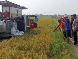 Mesin Panen Padi di Persawahan Kedunguter Meledak, 1 Pekerja Tewas di Tempat