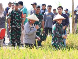 Forkopimda Kota Blitar Gelar Panen Padi Sehat dan Adat “Methik Pari”