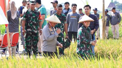 Forkopimda Kota Blitar Gelar Panen Padi Sehat dan Adat “Methik Pari”