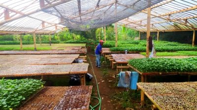 Tekuni Usaha Bibit Cabai, Iptu Totong Bantu Ekonomi Warga