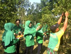 Hasil Manfaatkan Lahan Kosong, Yonarmed 1 Kostrad Panen Buah