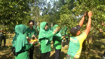 Hasil Manfaatkan Lahan Kosong, Yonarmed 1 Kostrad Panen Buah